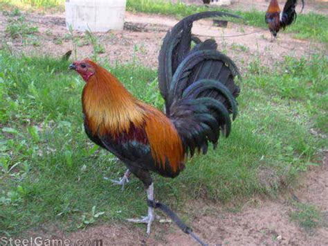 black jap gamefowl|black shuffler gamefowl for sale.